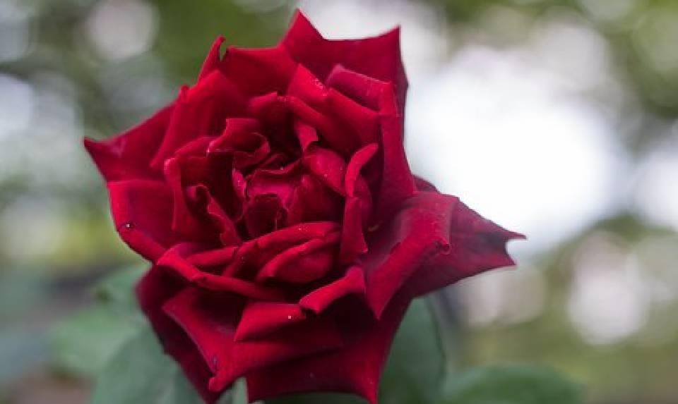 职场励志句子心灵鸡汤语录_职场励志的心灵鸡汤短句_语录职场励志鸡汤句子心灵感悟