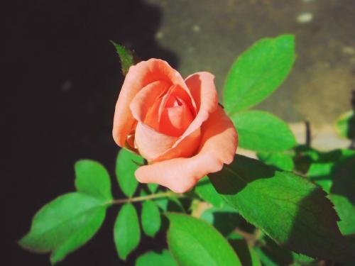 语录职场励志大全短句_2020职场励志语录_职场励志语录大全