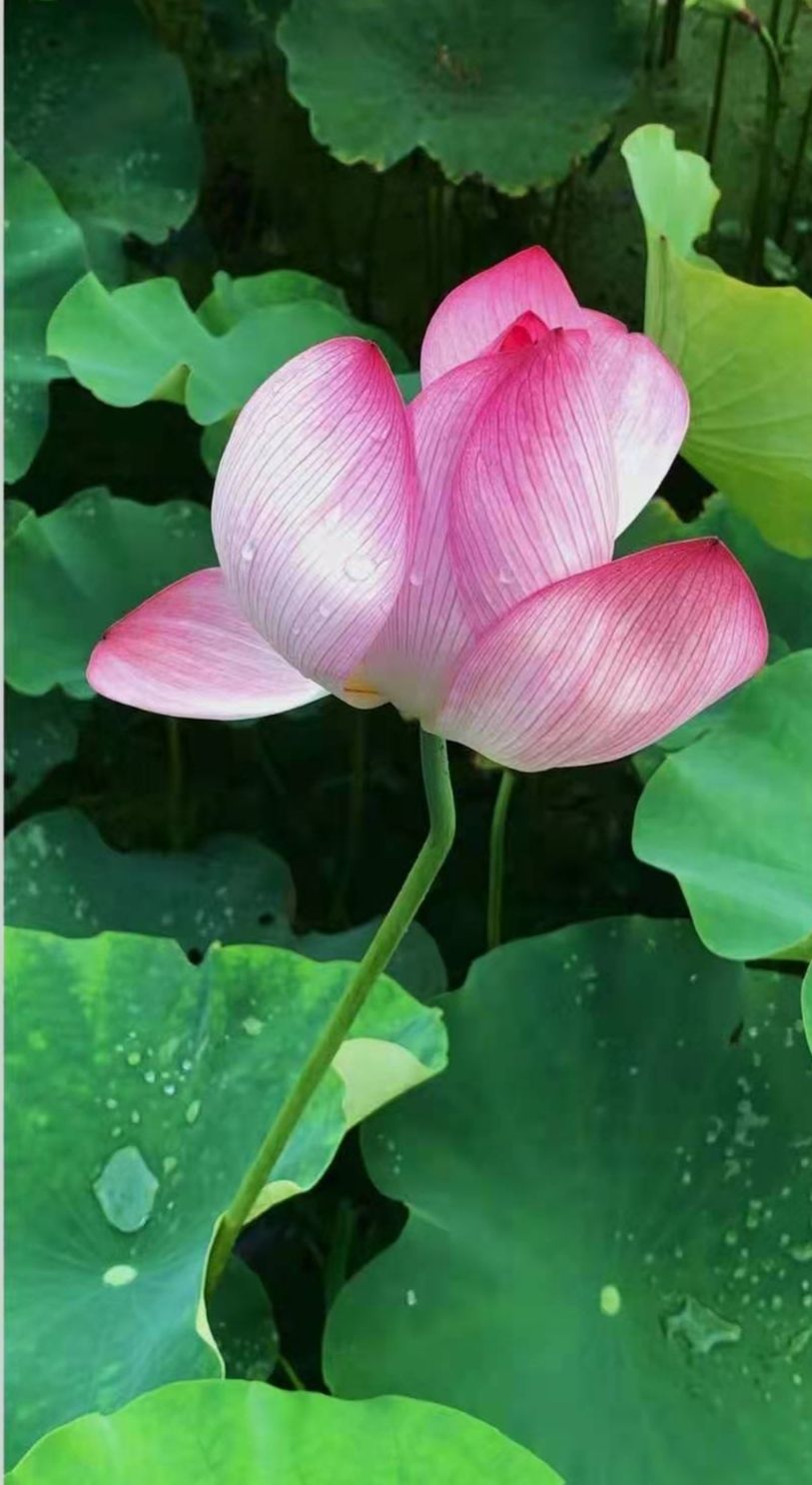 职场一句话经典励志心灵鸡汤语录_职场励志鸡汤文_职场励志的心灵鸡汤短句