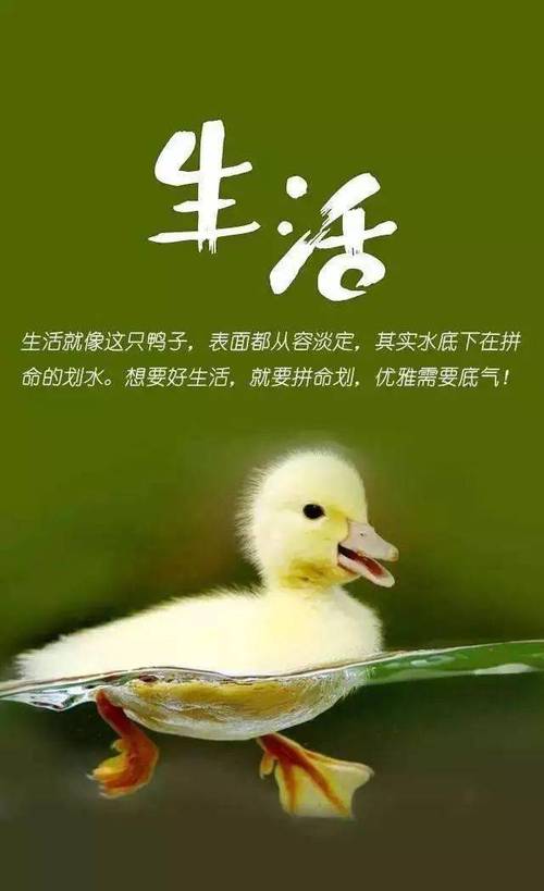 职场鸡汤短句_职场一句话经典励志心灵鸡汤语录_职场的励志鸡汤语录